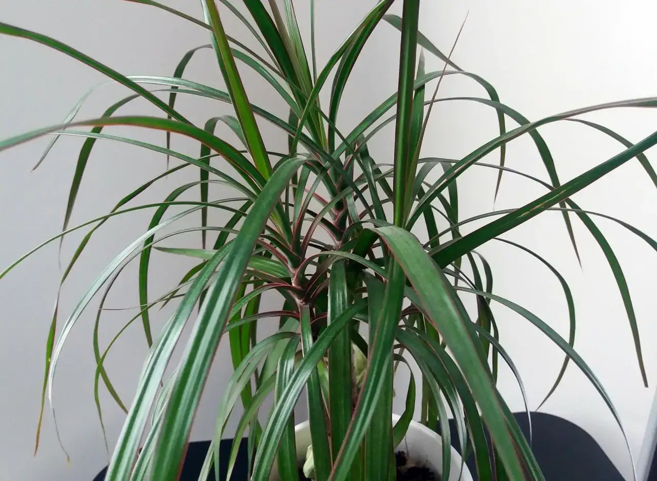 Dracena odmiany o długich, zielonych liściach z czerwonymi brzegami, tworząca bujne kępy.