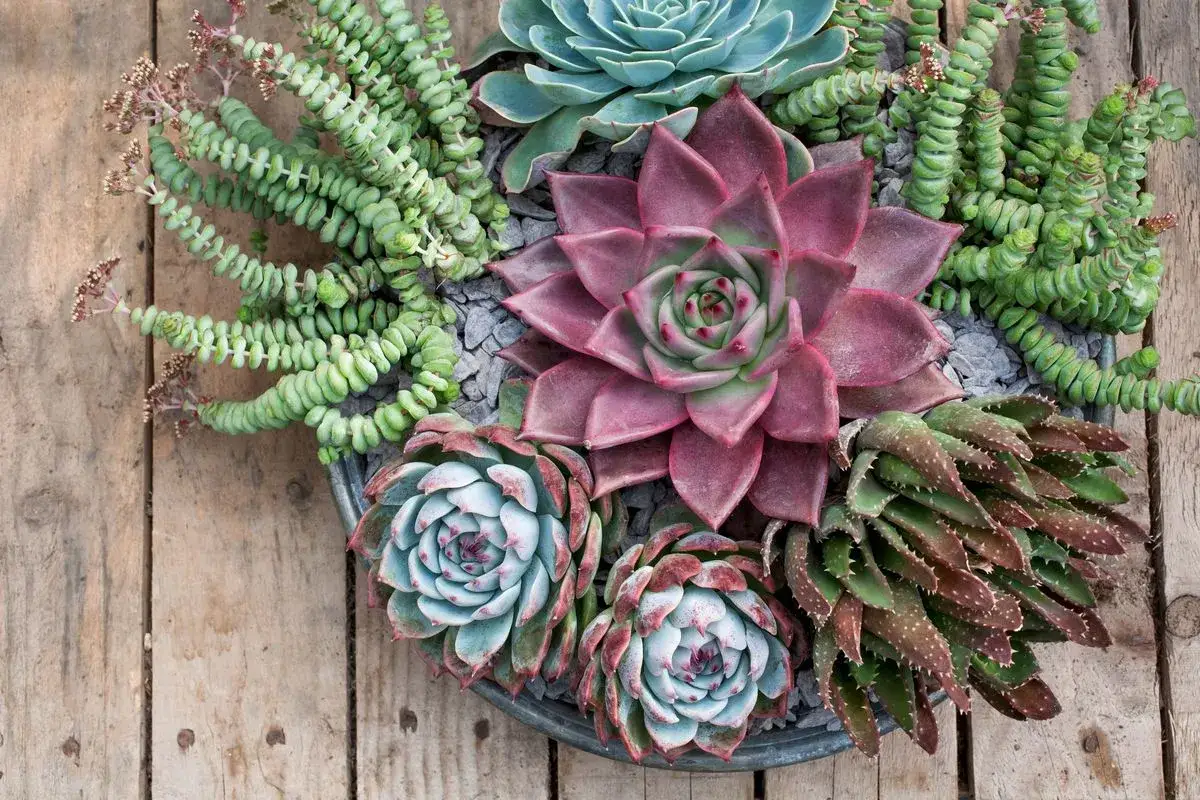En vacker samling suckulenter, som en skicklig succulent sorter har arrangerat. Rosa, bl&aring; och gr&ouml;na v&auml;xter i en metallsk&aring;l p&aring; tr&auml;bakgrund.
