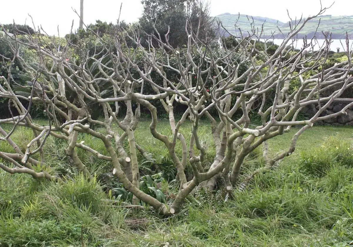 Gros figuier aux branches entrelacées, prêt pour la taille. L'arbre dénudé se dresse dans un jardin verdoyant, avec une vue sur la mer au loin.