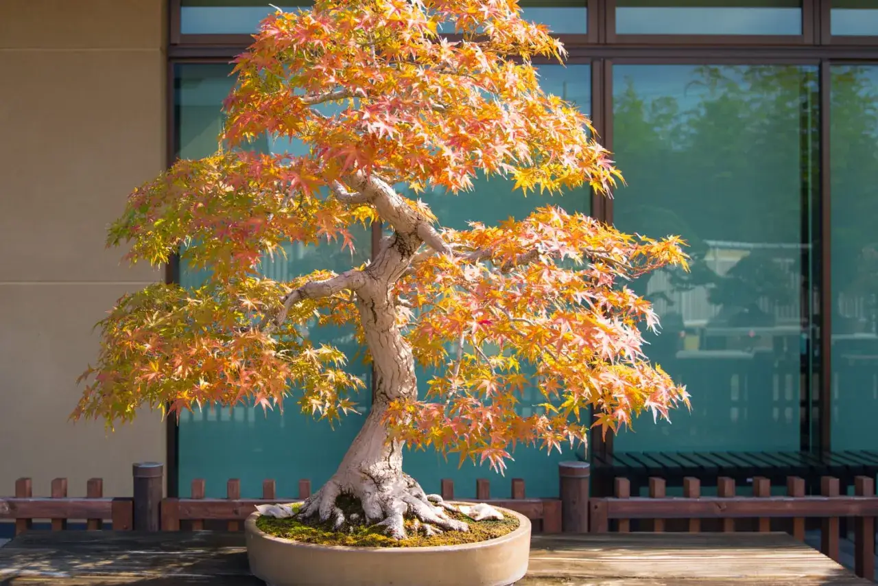 Un magnifique &eacute;rable du Japon en pot, aux feuilles flamboyantes d'automne, se dresse fi&egrave;rement sur une table en bois.