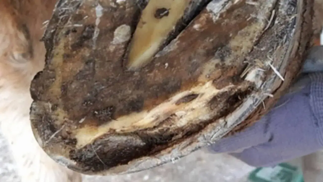 Gros plan sur un sabot de cheval, montrant une fourmilière et une ligne blanche.