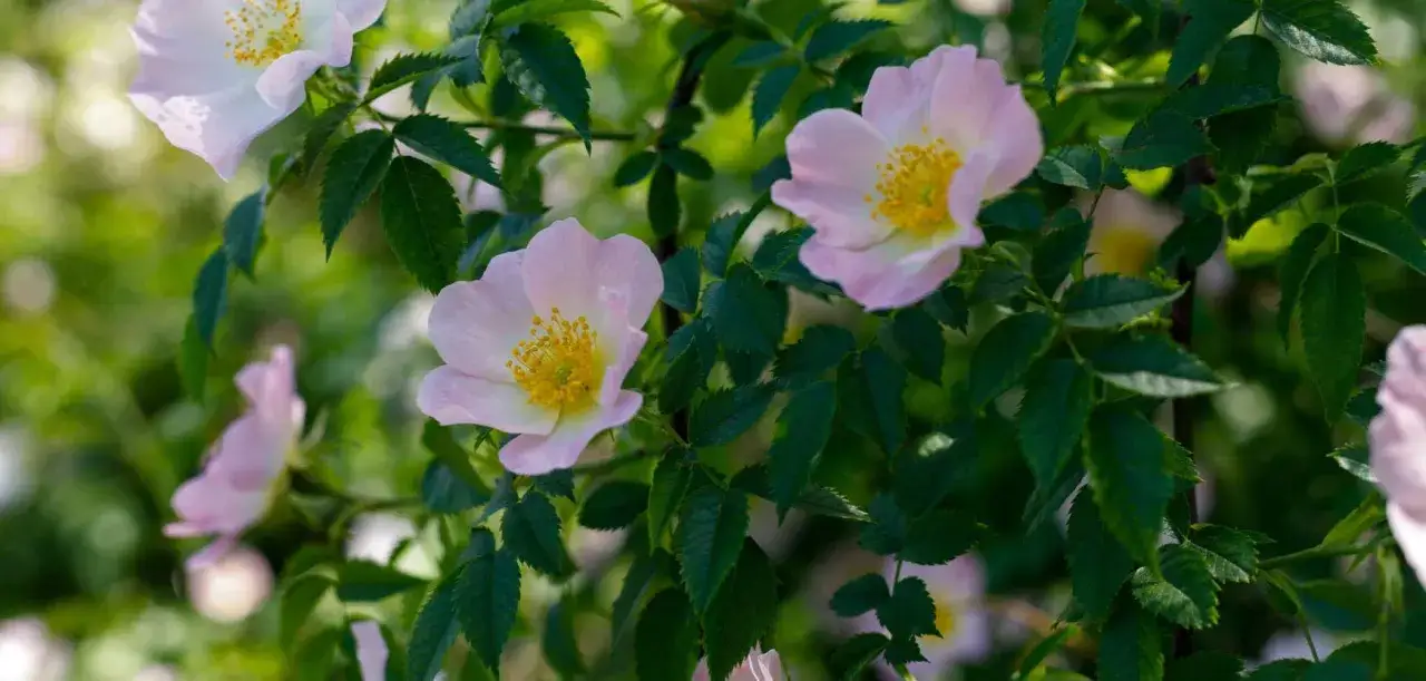 Fleurs roses pâles de rosés des prés, avec leurs cœurs jaunes vifs, se déploient parmi des feuilles vertes luxuriantes.