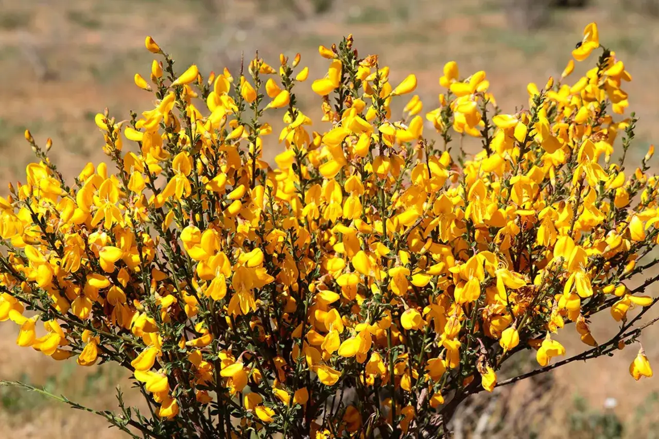 Ein dichter Busch mit leuchtend gelben Ginsterblüten. Der Ginster schneiden ist eine wichtige Pflegemaßnahme, um das Wachstum zu fördern.