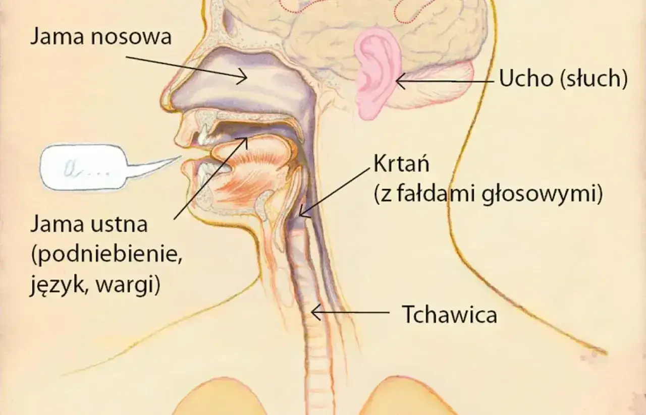 Schemat budowy aparatu mowy: jama nosowa, ustna, krtań z fałdami głosowymi, tchawica, ucho.