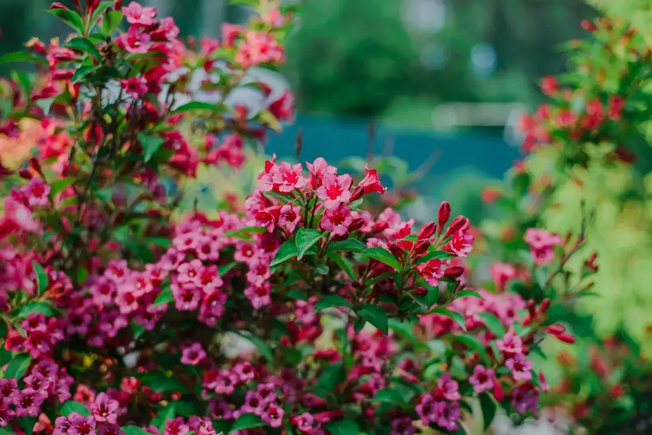 Üppige rosa Weigelienblüten im Garten, bereit für den Rückschnitt.