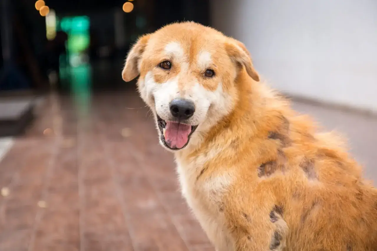 Chien au pelage roux, avec des zones où la peau est visible, attendant de nettoyer sa croûte.