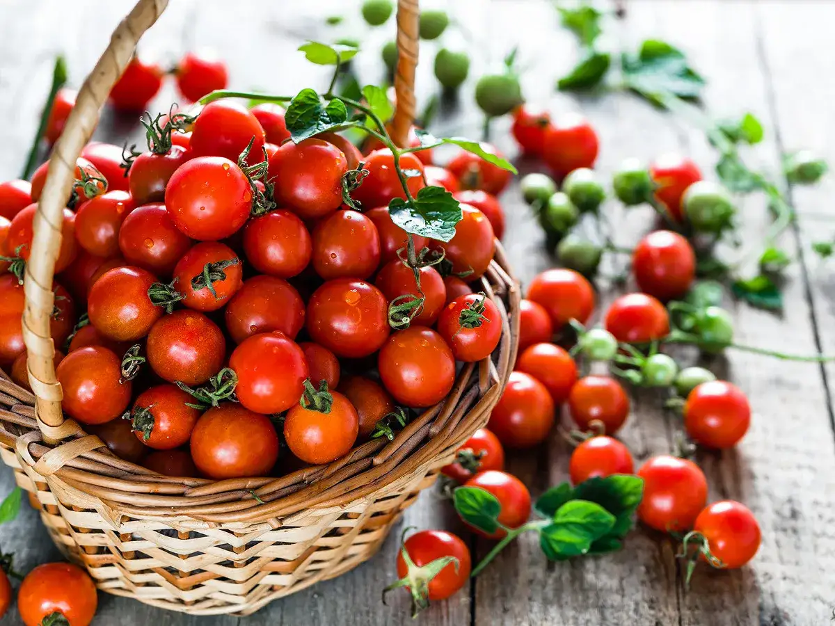 Panier rempli de tomates cerises rouges et juteuses, pr&ecirc;tes &agrave; &ecirc;tre transform&eacute;es en une d&eacute;licieuse tarte tomate cerise.