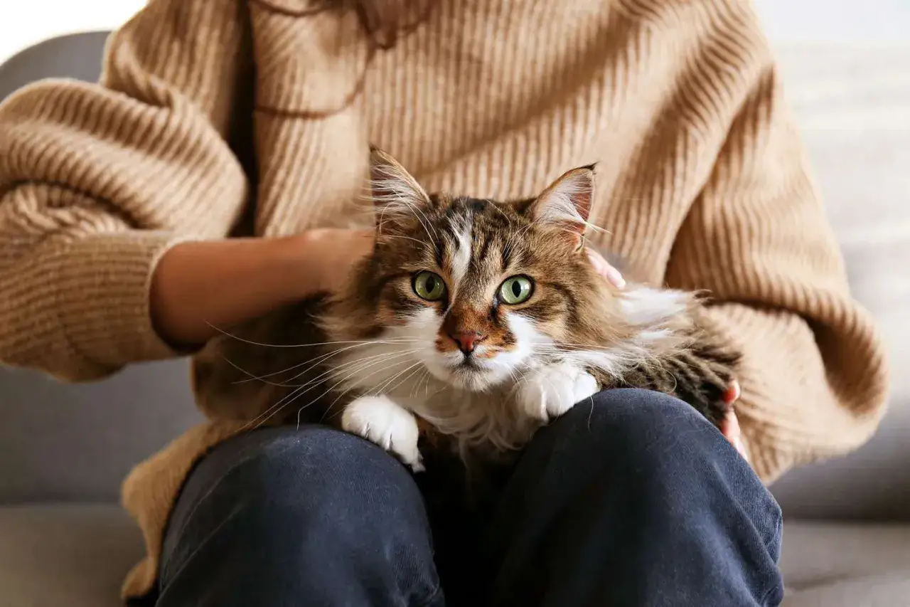 A fluffy cat with green eyes is being held by a person, its paws gently pressing into their lap. This is a common sign of why does my cat knead me, showing comfort and affection.