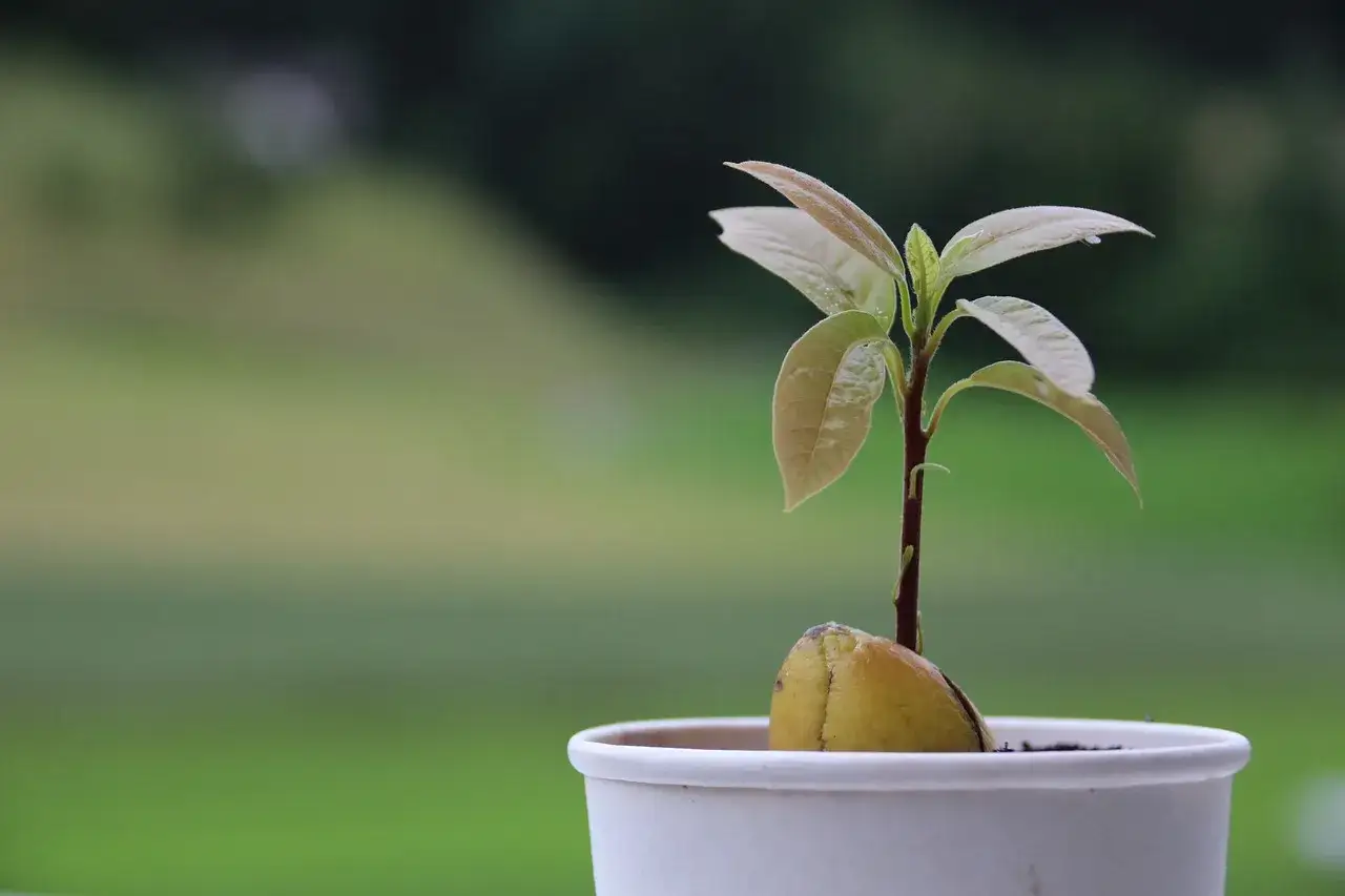 Pequeño brote de aguacate emergiendo de su semilla, listo para plantar.