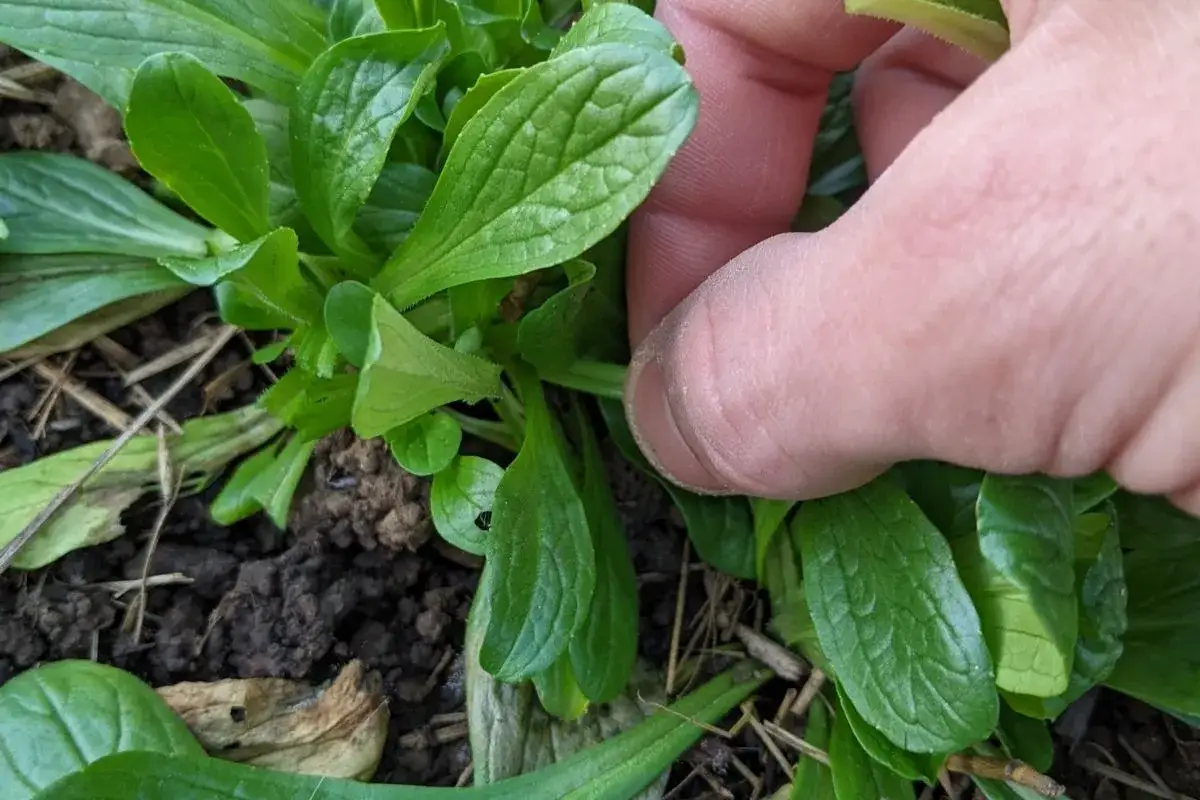 Main verte, une main pince délicatement un semis de mâche.