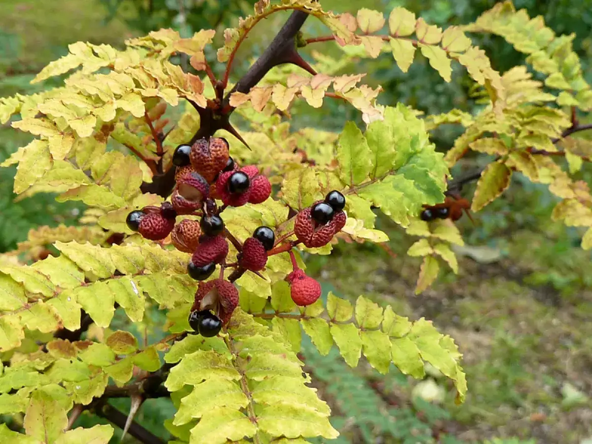 Baies rouges et noires sur un arbuste épineux, feuilles jaunies. Le poivrier du Sichuan promet une saveur unique.