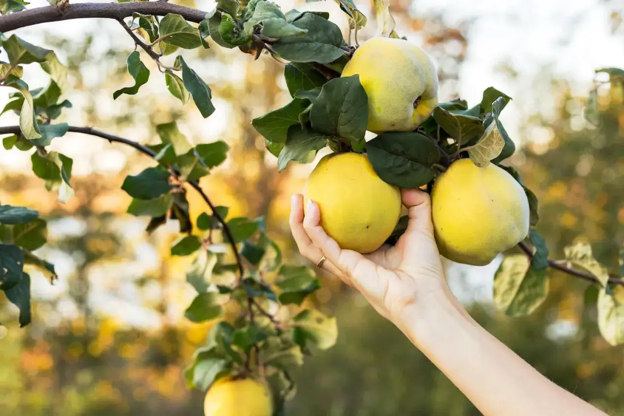 Reife Quitten hängen am Ast. Eine Hand greift nach einer Frucht, ein Zeichen, wann quitten ernten.