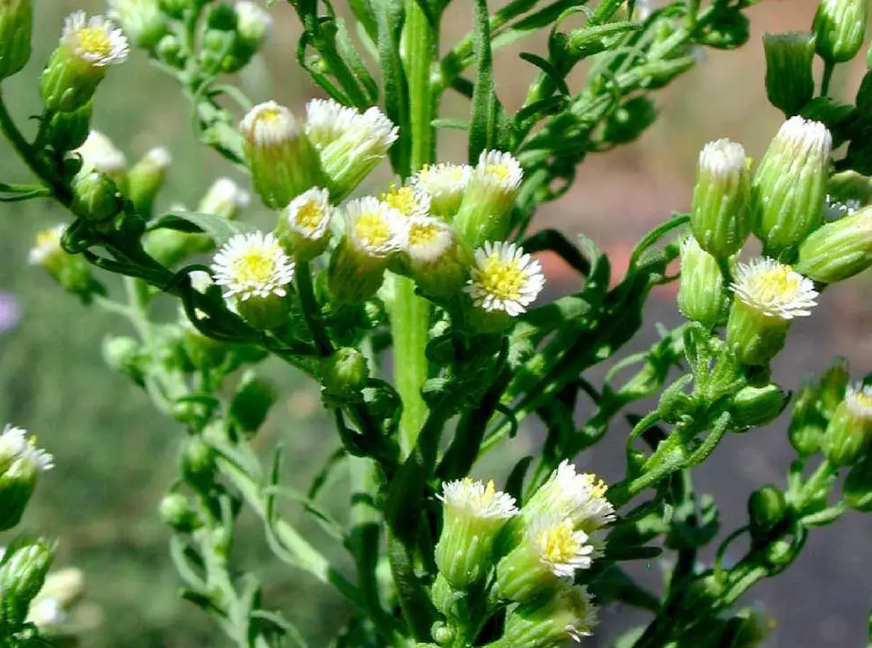 Fiori bianchi e gialli di erigeron canadensis, con steli verdi e foglie sottili.
