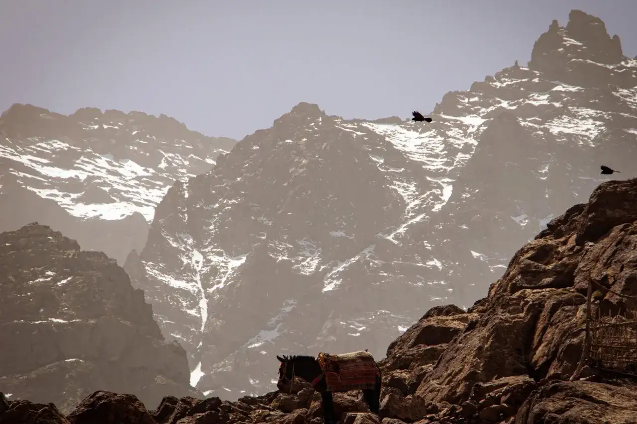 Ośnieżone szczyty Jebel Toubkal w Maroku, z osiołkiem i ptakami w locie.