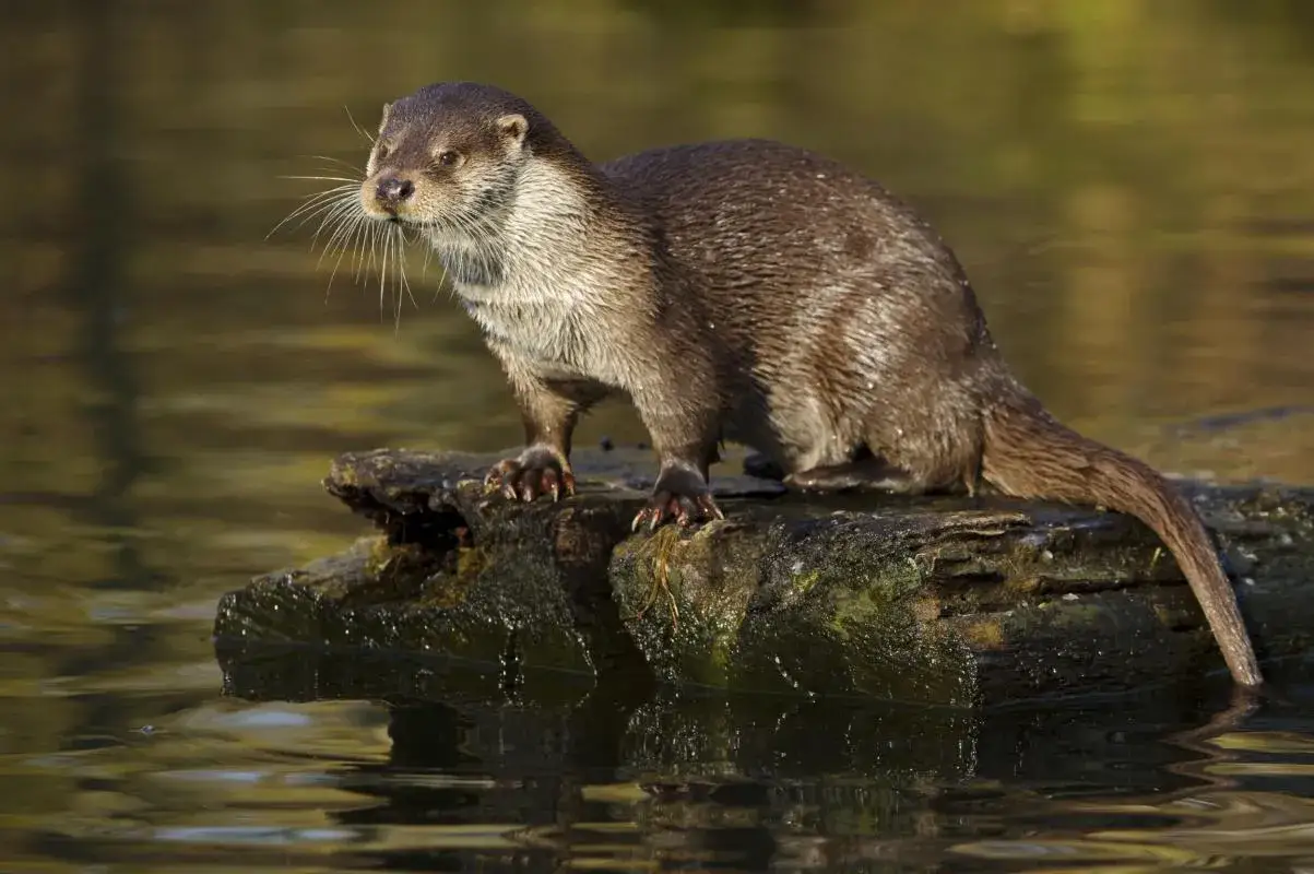 Ein Fischotter sitzt auf einem Baumstamm im Wasser. Sein Fell ist nass und glänzt. Ein kurzer Fischotter Steckbrief könnte hier gut passen.
