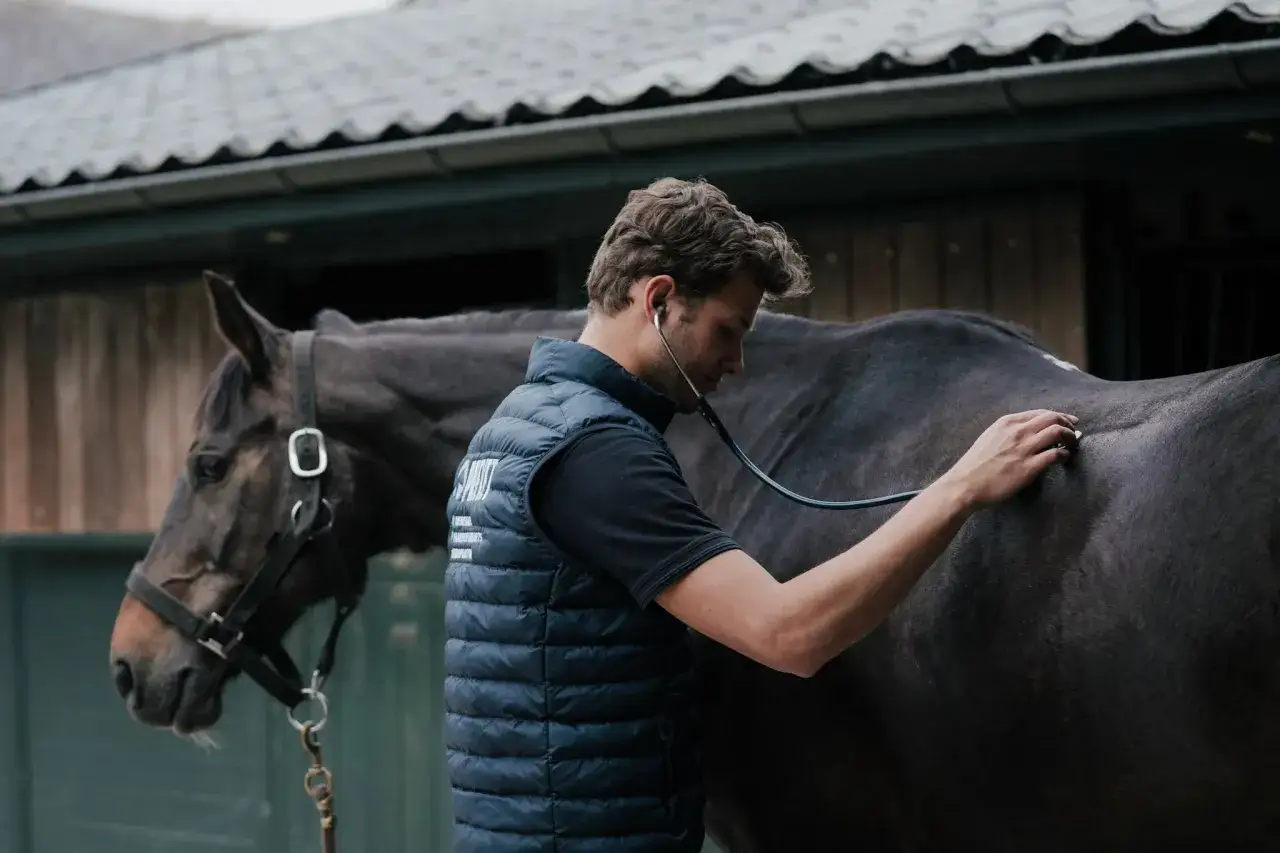 V&eacute;t&eacute;rinaire auscultant un cheval au pr&eacute;, inquiet de son &eacute;tat de cheval qui maigrit.