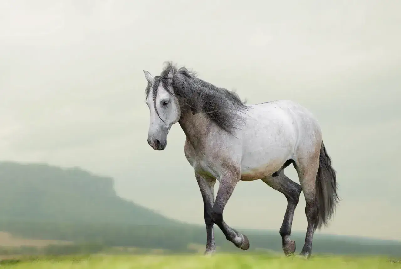 Ein elegantes Lusitano Pferd mit grauer Mähne galoppiert über eine grüne Wiese vor einer sanften Hügellandschaft.