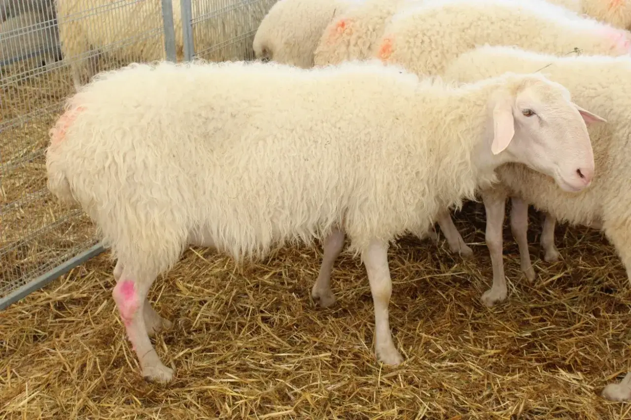 Un gregge di diverse razze di pecore bianche, alcune con segni rosa, riposa su un letto di paglia in un recinto.