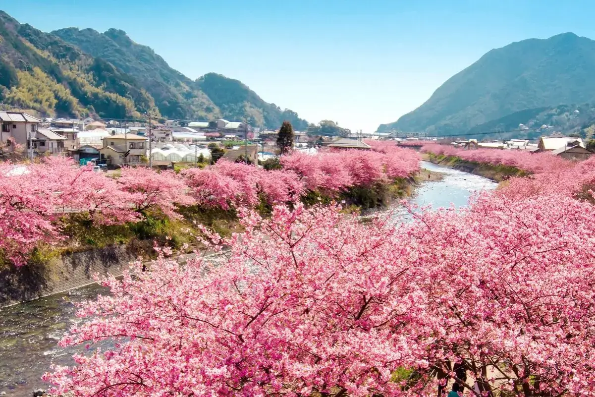 Flussufer gesäumt von Kirschblüten, ein malerisches Dorf im Hintergrund. Die beste Reisezeit Tokio für dieses Naturschauspiel ist im Frühling.