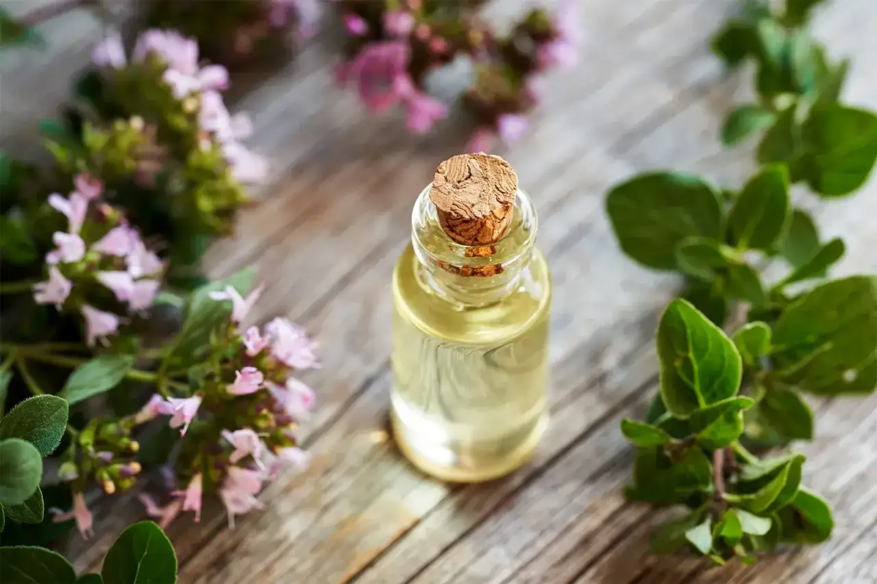 Aceite de orégano en frasco, rodeado de ramas de orégano fresco. Descubre cómo tomar el aceite de orégano para adelgazar.