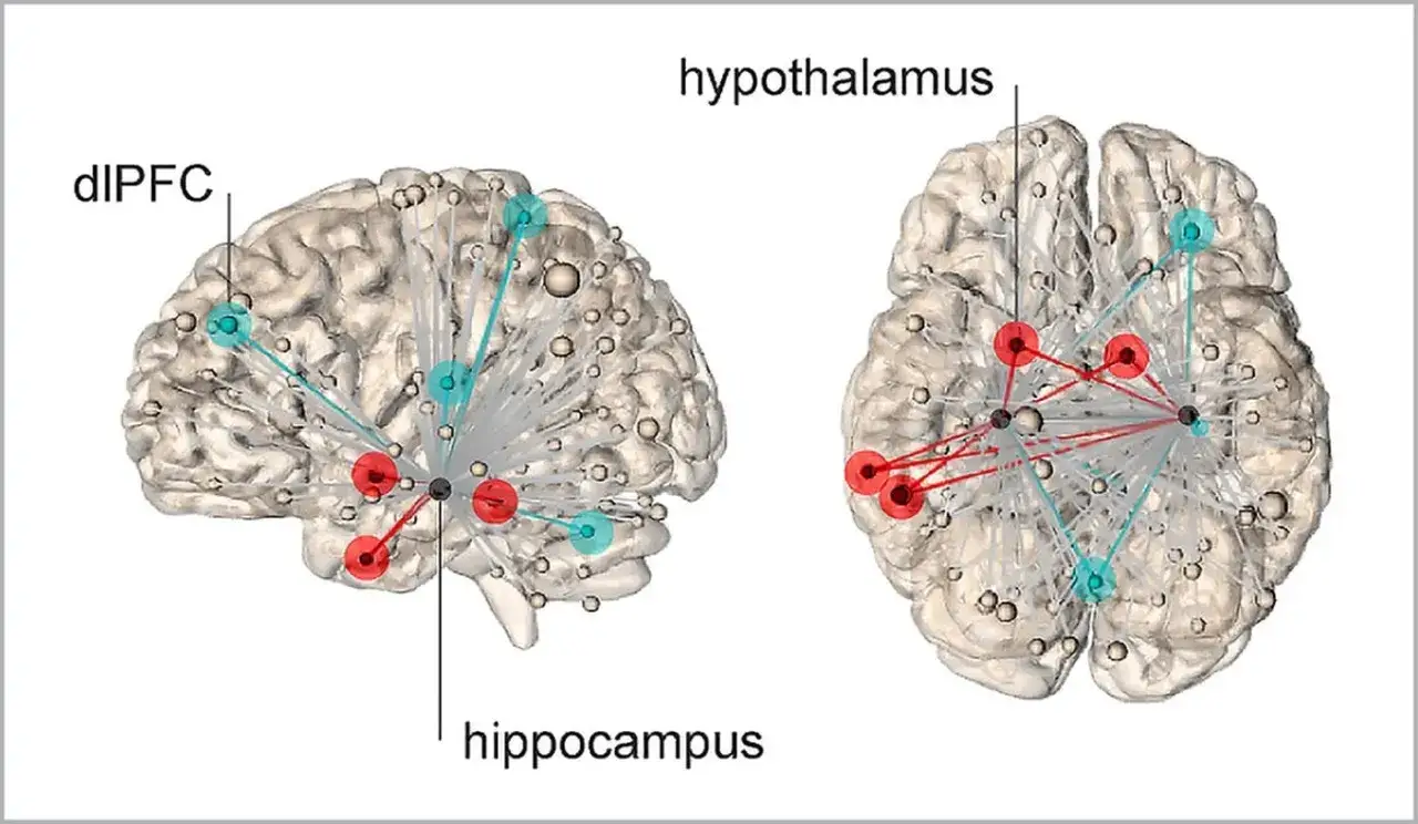 Connessioni cerebrali: dlPFC, ipotalamo e ippocampo. Il cervello rettiliano, spesso associato a istinti primari, interagisce con aree superiori.