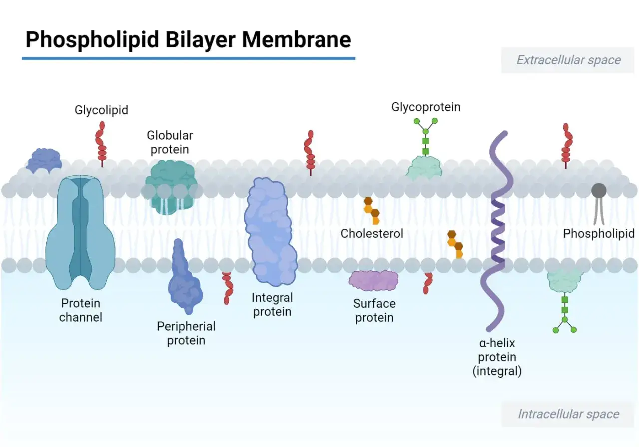 Struktura błony kom&oacute;rkowej: fosfolipidy tworzą dwuwarstwę, w kt&oacute;rej osadzone są białka, glikolipidy, glikoproteiny i cholesterol.