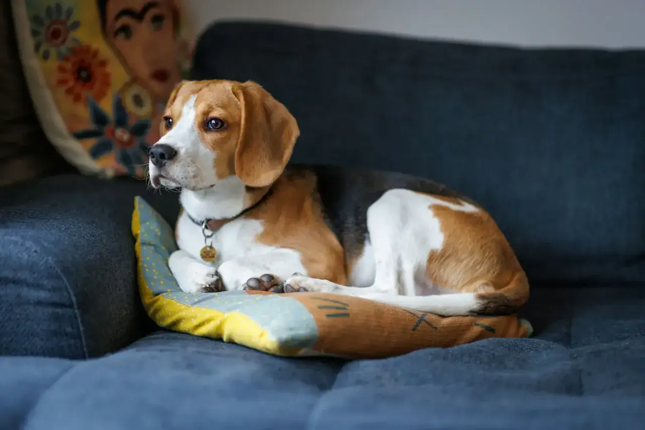 Beagle waga: piesek leży na poduszce, przytulony do kanapy.