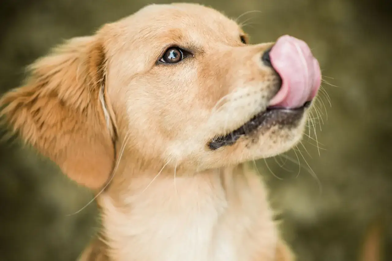 Un cachorro golden retriever lame su hocico, un gesto que puede ser una de las señales de calma perros.