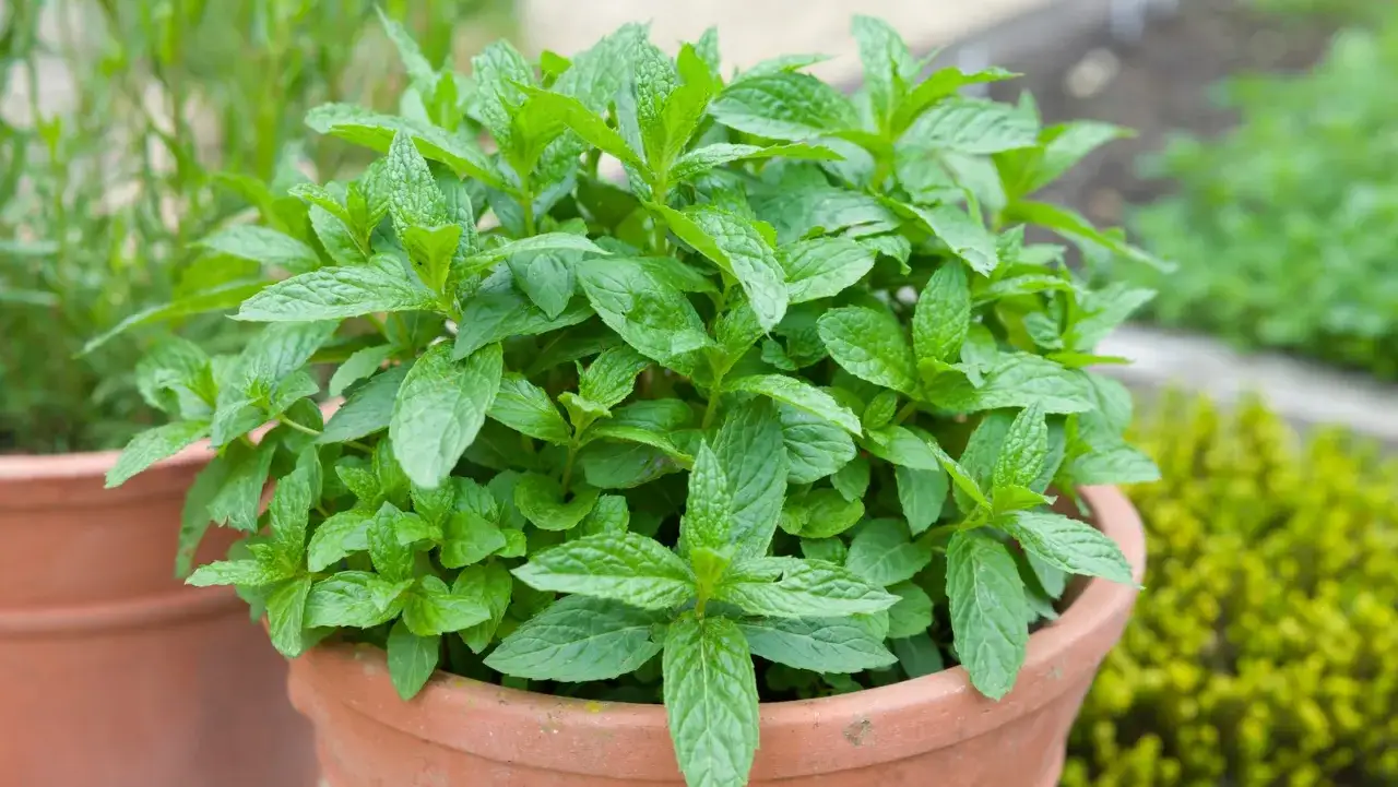 A lush pot of mint, its vibrant green leaves reaching upwards, hints at its resilience. Will this mint survive winter?