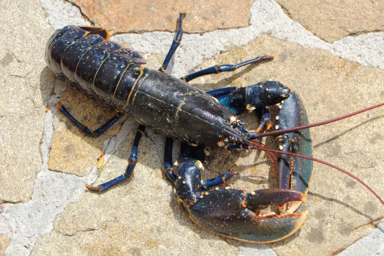 Un homard bleu, pr&ecirc;t pour une recette savoureuse, repose sur des pierres. Ses pinces imposantes et ses antennes rouges promettent un festin.