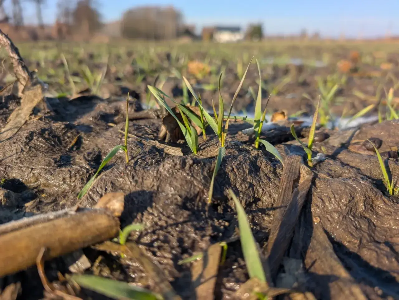 Młode zboża ozime przebijają się przez wilgotną ziemię. W tle widać pola i budynki.