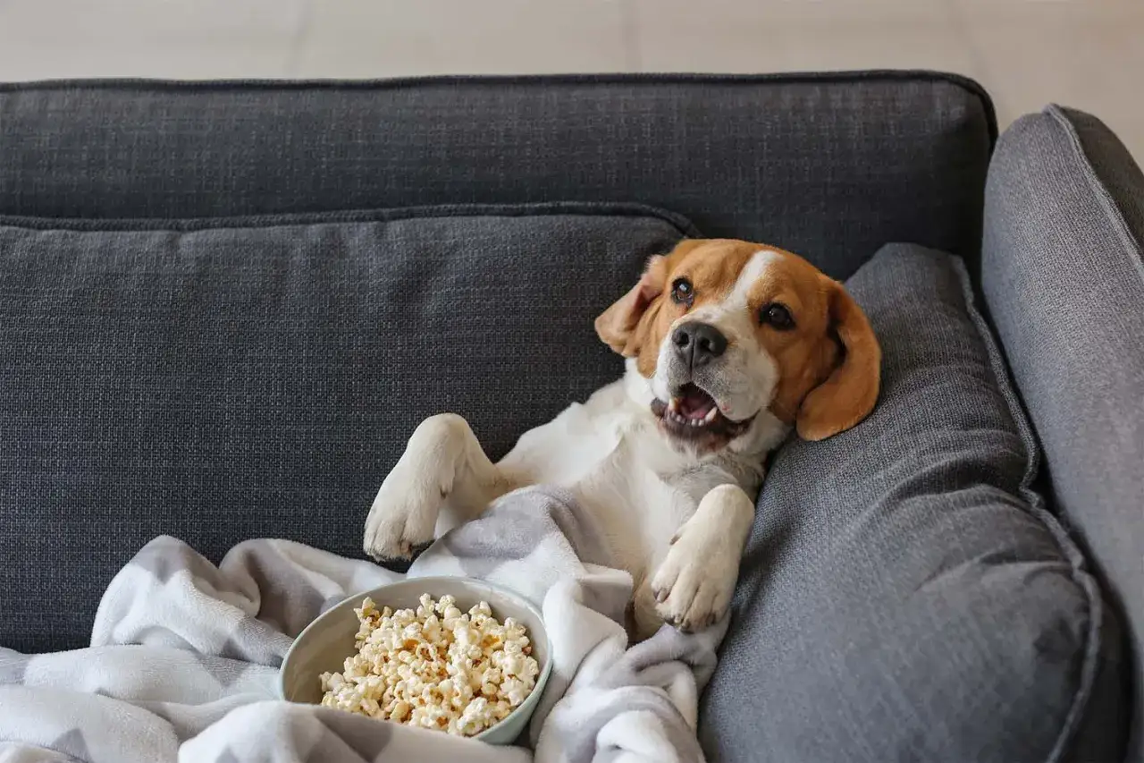 Beagle leży na kanapie pod kocem z miską popcornu. Czy pies może jeść popcorn? Ten psiak wygląda, jakby chciał się przekonać.