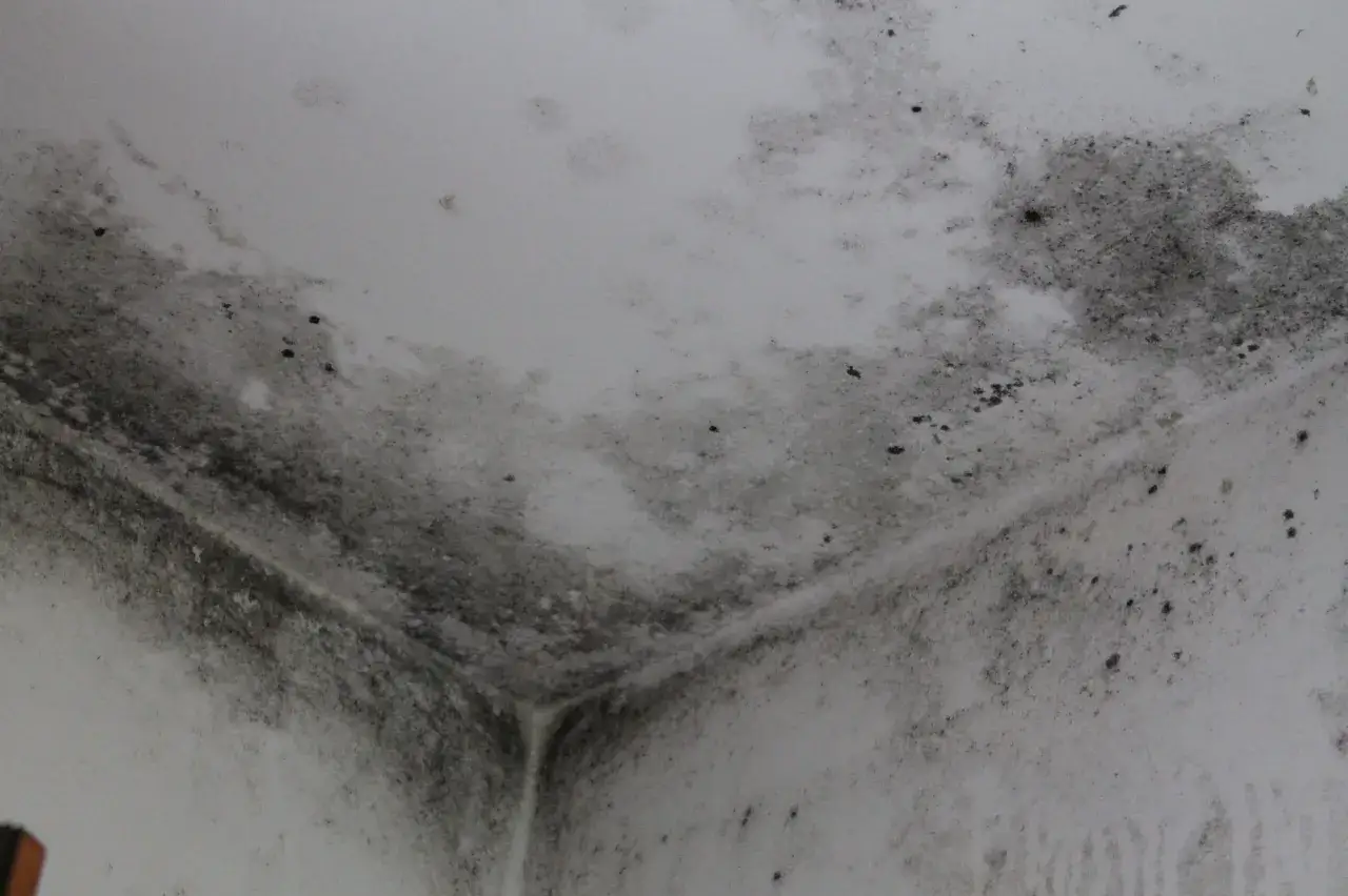 Angolo del soffitto con estesa muffa nera e grigia. La muffa sul soffitto fa male alla salute e indica problemi di umidit&agrave;.