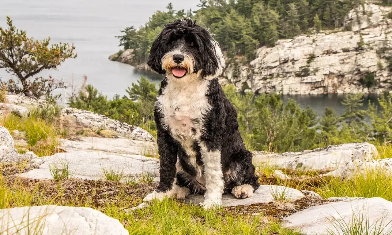 Perro de agua negro y blanco sentado en rocas junto a un lago. &iquest;Cu&aacute;nto dura un perro de agua? &iexcl;Toda la vida si lo cuidas bien!