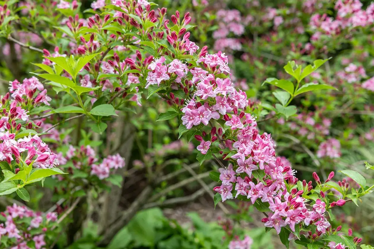 En buske med rosa blommor som blommar i trädgården. De ljusa blommorna kontrasterar mot de gröna bladen.