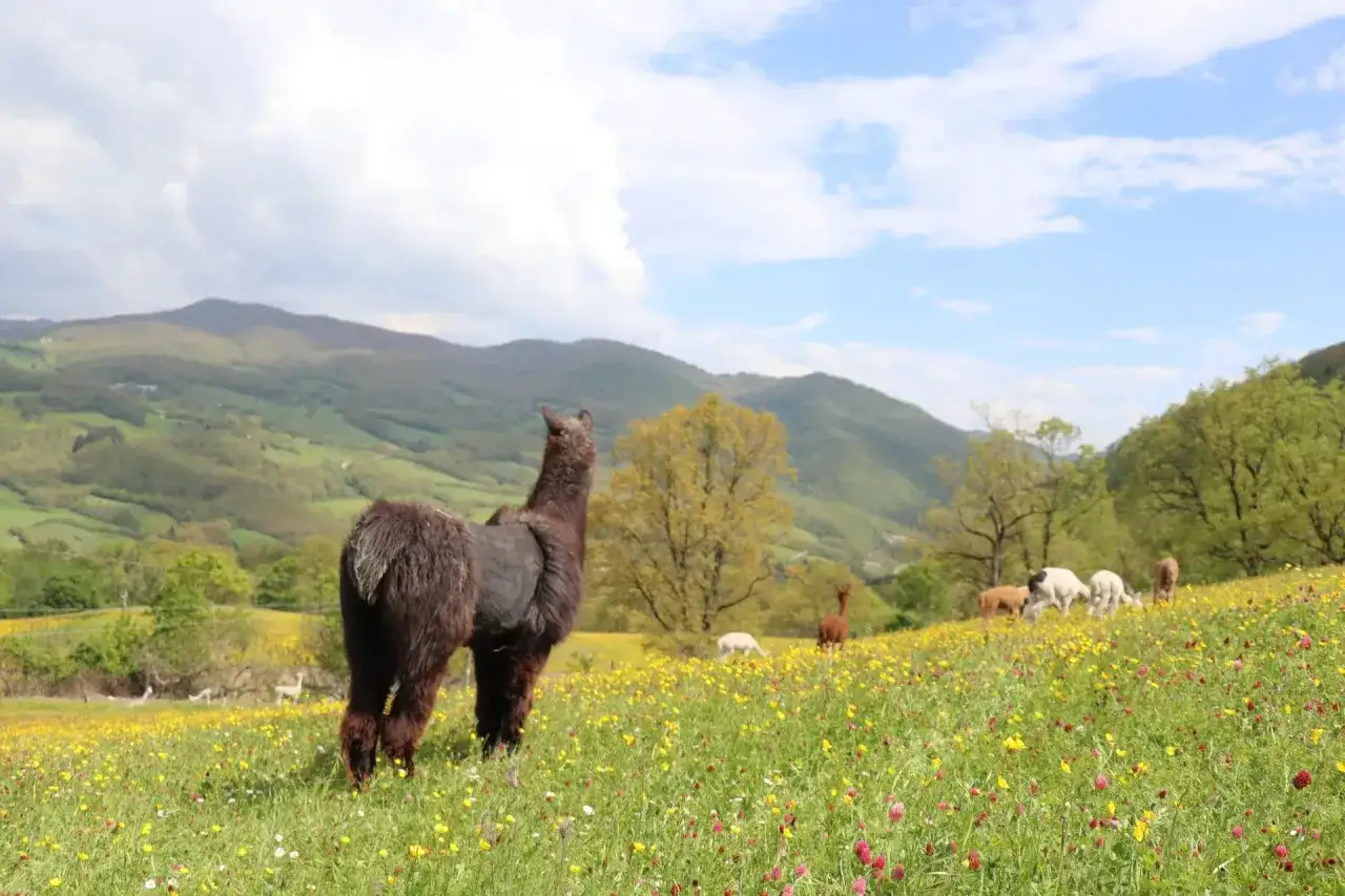 Un alpaca scuro pascola in un prato fiorito con altre alpacas sullo sfondo, con montagne verdi e cielo azzurro. Sembra un paesaggio da cartolina, quasi come se fosse un alpaca Etna.