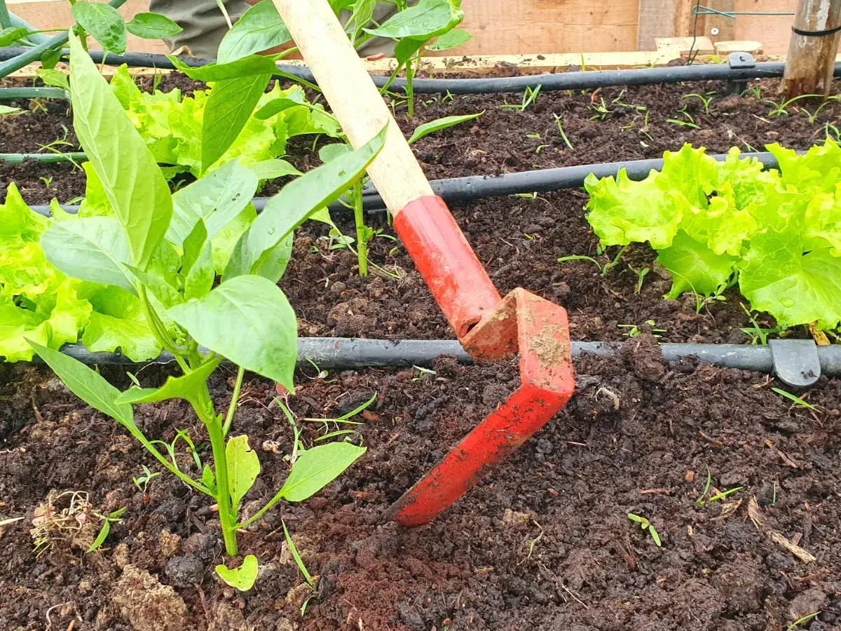Gartenarbeit mit dem Hecht 7100: frischer Salat und Paprikapflanzen im Beet, bereit f&uuml;r die Ernte.