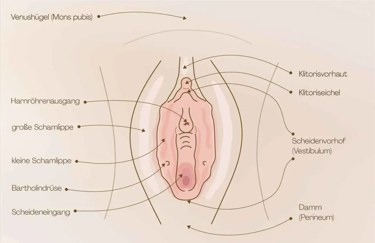 Anatomische Darstellung der weiblichen Genitalien. Beschriftete Teile wie Klitoris, Schamlippen und Scheide. Wichtig für das Verständnis der weiblichen Anatomie, auch bei kleinkind kinder scheiden.