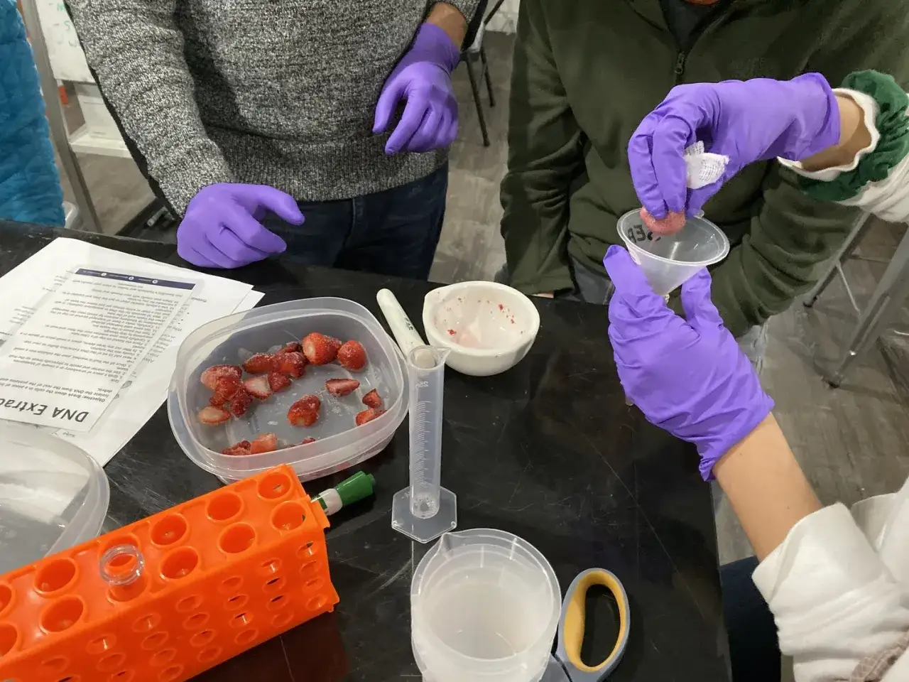 Mani con guanti viola lavorano con fragole tagliate, preparando estratti di frutta per un esperimento scientifico.