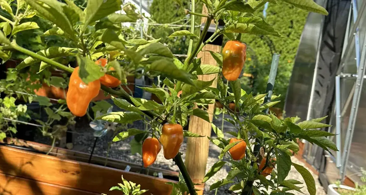 Reife, orangefarbene Peperoni-Pflanzen hängen an einem sonnigen Tag im Garten.