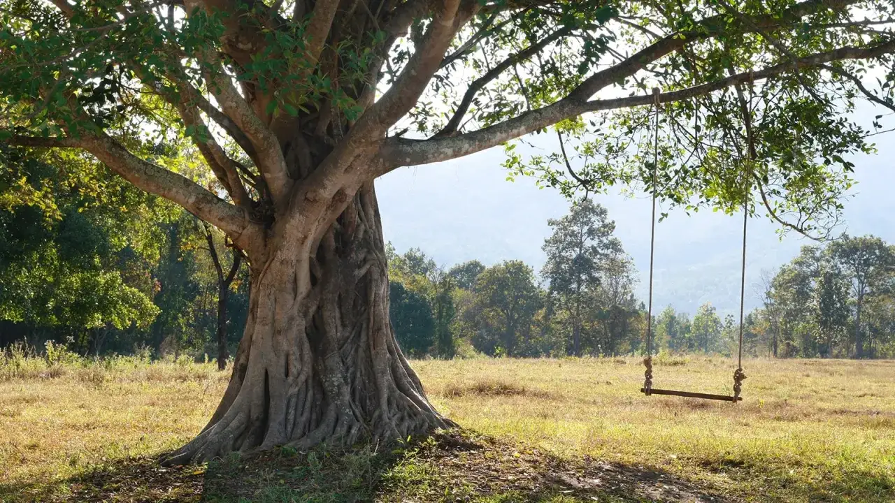 A rustic tree swing hangs from a large, ancient tree, inviting you to imagine how to build a tree swing and enjoy this peaceful scene.