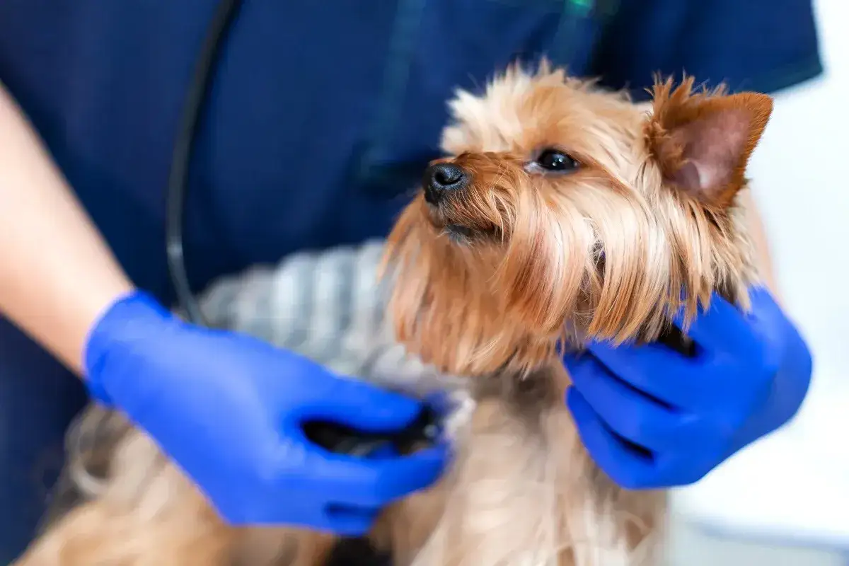 Tierarzt untersucht Yorkshire Terrier, der schlapp ist. Blaue Handschuhe und Stethoskop im Einsatz.