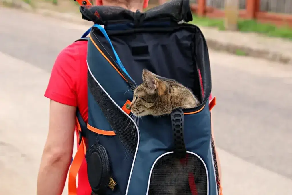 cechy dobrego transportera dla kota
