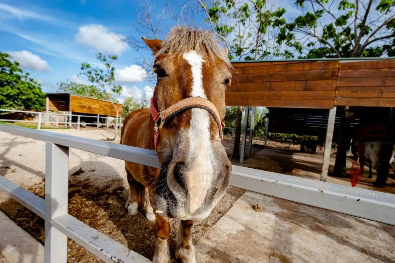 Un caballo marrón con una estrella blanca en la frente mira curioso en el ecocamping Vinyols.
