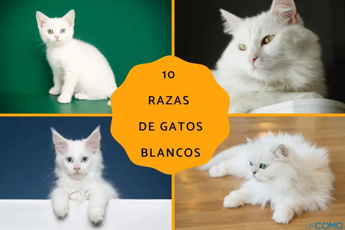 Cuatro gatos blancos, de distintas razas, te ayudan a decidir qué raza es mi gato.