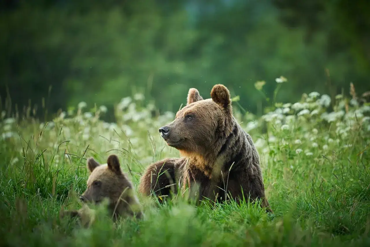 Dwa niedźwiedzie brunatne odpoczywają na łące wśród dzikich kwiatów. Te majestatyczne zwierzęta w górach czują się jak w domu.