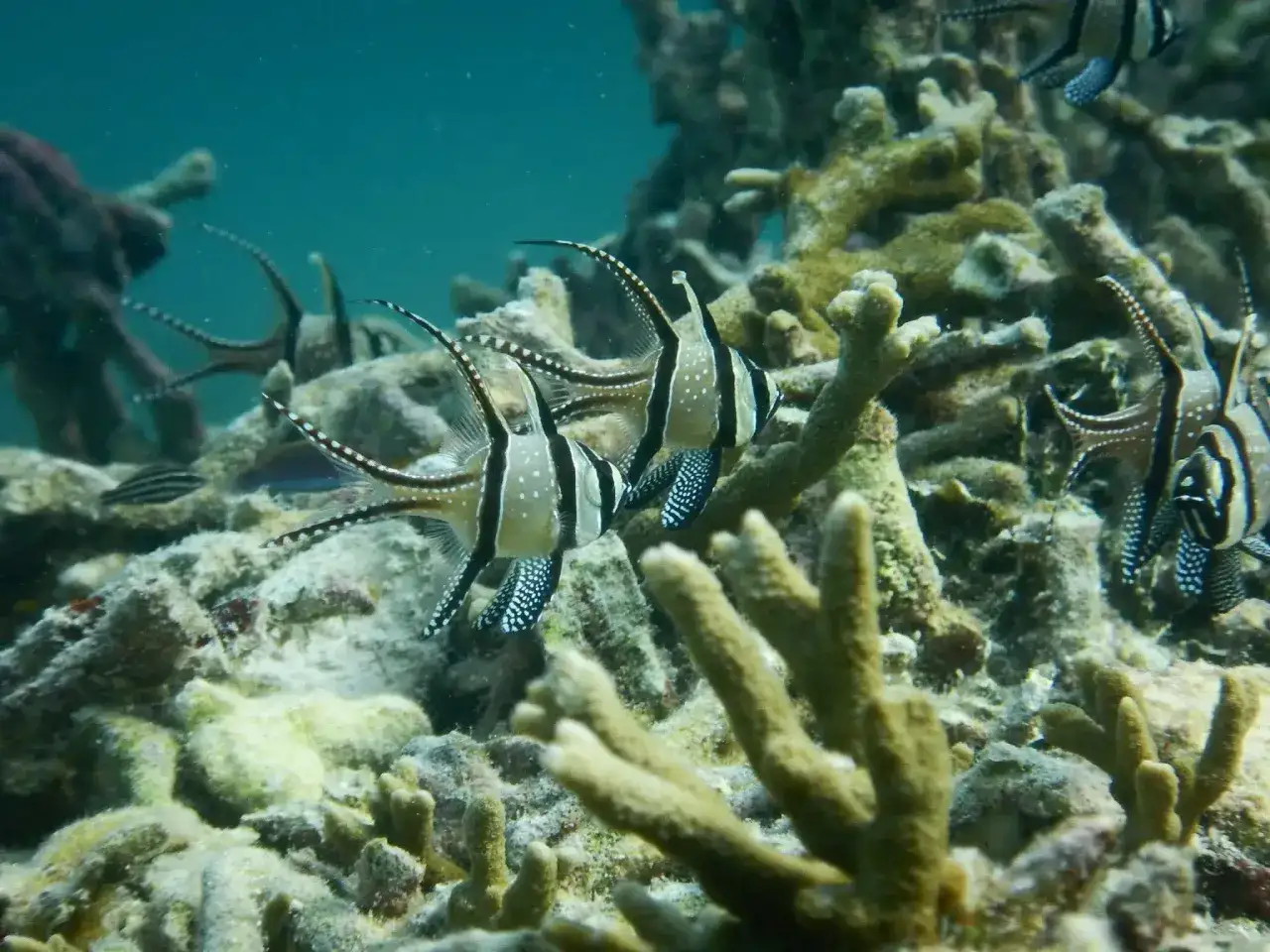 Un cardenal de Banggai con sus distintivas rayas blancas y negras nada entre corales.