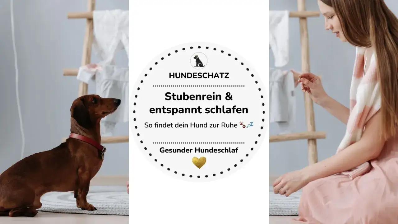 Brauner Dackel schaut aufmerksam, w&auml;hrend eine Frau ihm etwas gibt. Tipps, um den Hund zum Pipi animieren und f&uuml;r entspannten Schlaf zu sorgen.