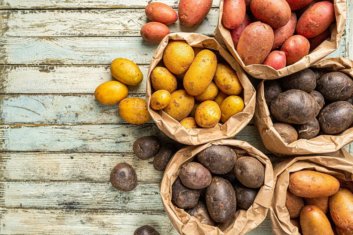 Une variété de pommes de terre aux couleurs et formes diverses, présentées dans des sacs en papier sur un fond en bois vieilli.