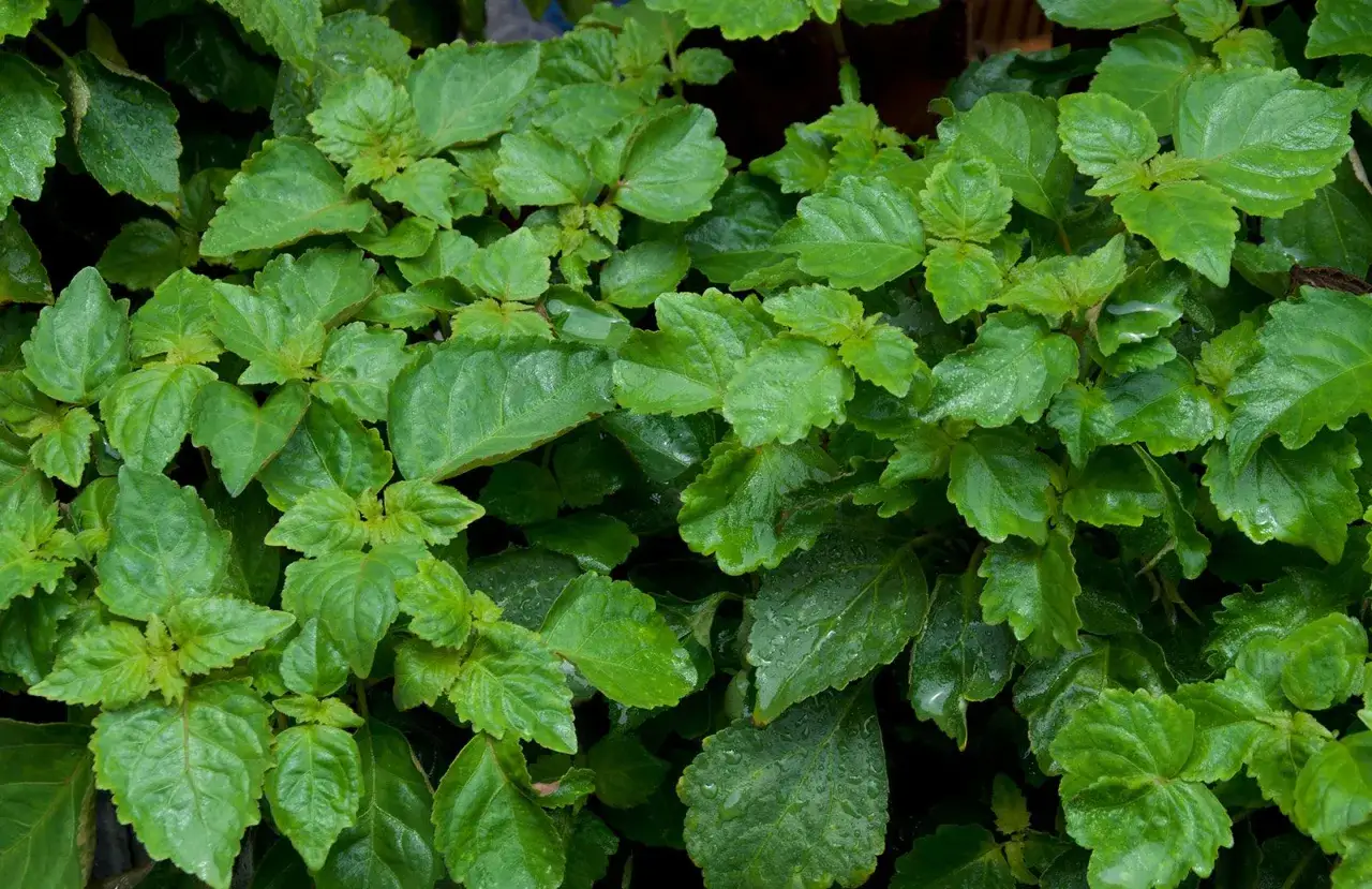 Dichtes Grün von Patchouli-Pflanzen, deren Blätter Feuchtigkeit aufweisen. Die Patchouli Wirkung ist bekannt für ihre erdigen, beruhigenden Eigenschaften.